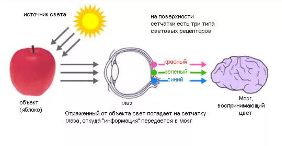 Зеленый рефлекс. Восприятие цвета физиология. Цветовое зрение физиология схема. Цветовое восприятие человека. Механизм восприятия цвета.