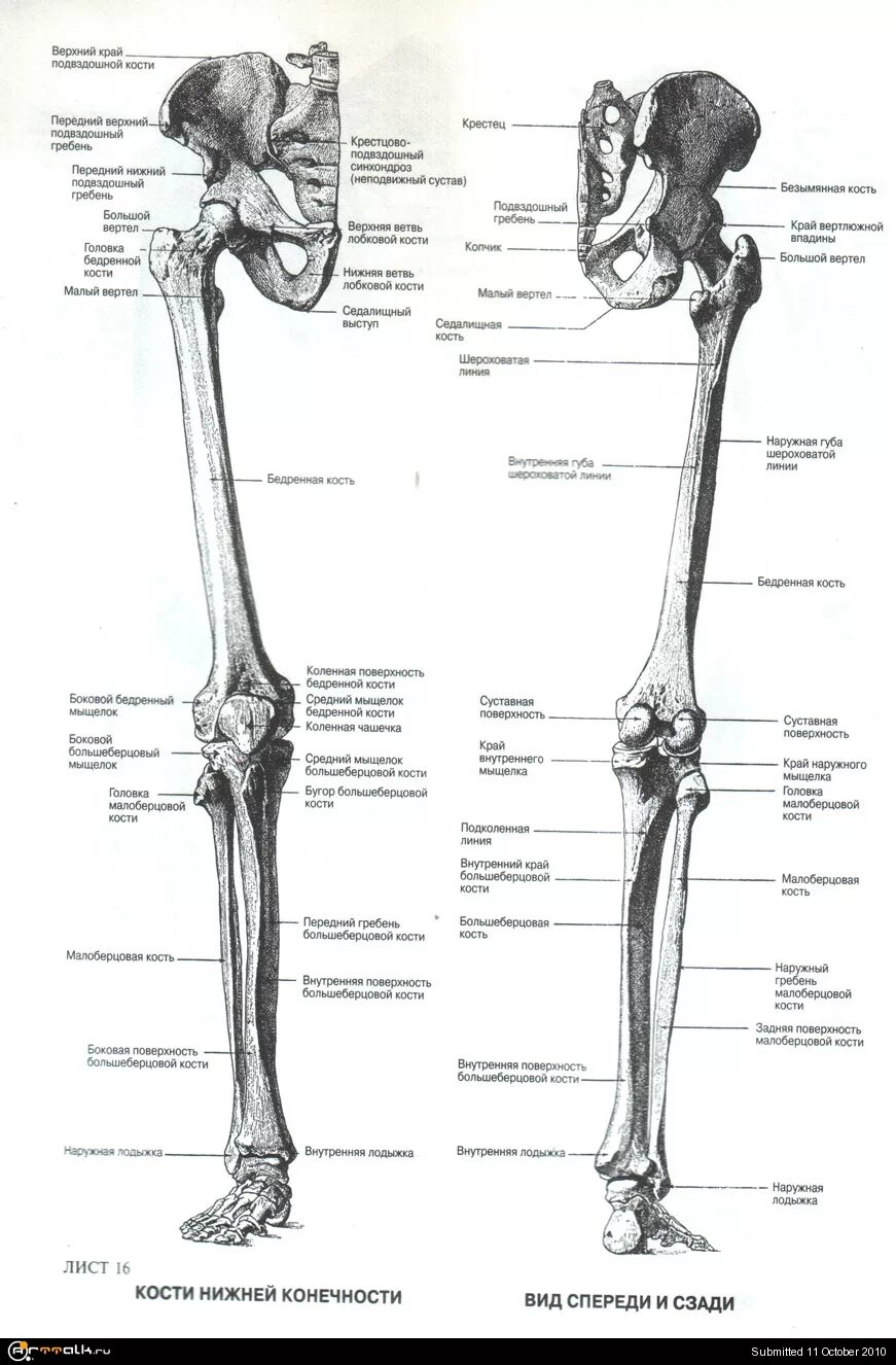Строение нижних конечностей анатомия. Кости нижних конечностей человека анатомия. Кости нижних конечностей анатомия строение. Кости нижней конечности анатомия название.