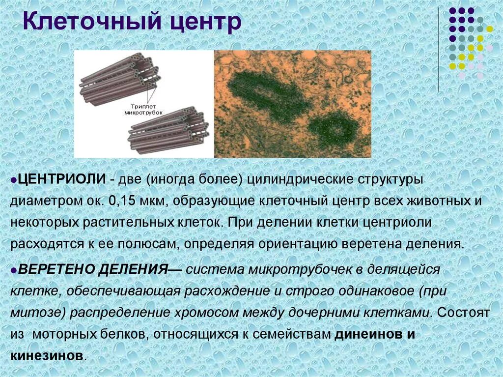 Строение центриоли клетки. Клеточный центр и центриоли строение и функции. Центриоли клеточного центра функции.