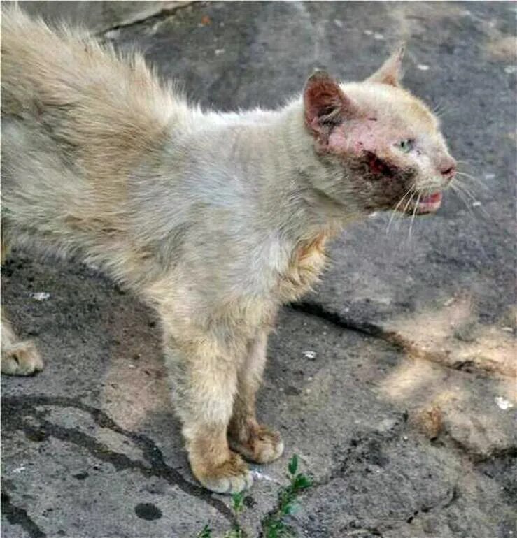 Кот после улицы. Бездомные коты. старый облезлый кот.