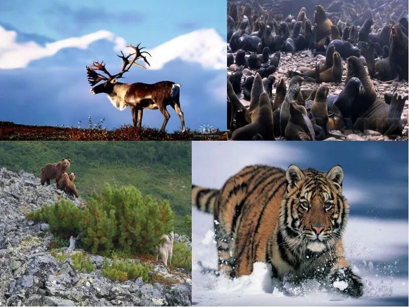 Органический мир лесов. Животный мир дальнего Востока. Природа дальнего Востока животные.