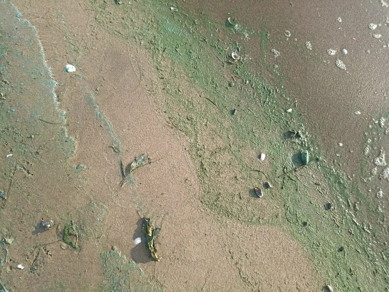 Вода в черемшане