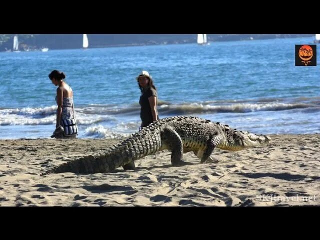 Морской гребнистый крокодил. Пляж кейбл австралия крокодилы. Гребнистый крокодил в австралии. Шри ланка крокодилы. Кейбл бич австралия крокодил.