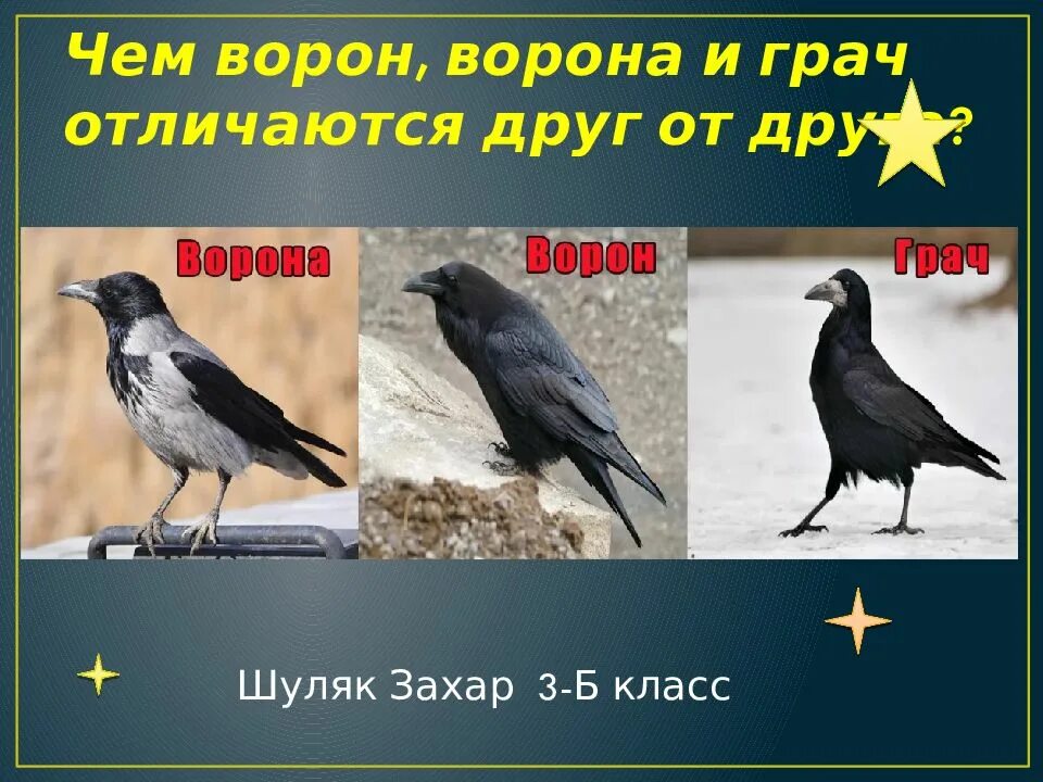 Ворон грач различия. Ворон Грач Галка отличия. Грач и ворона разница. Грачи вороны вороны. Ворона и Грачи различия.