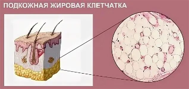 Подкожная клетчатка ткань