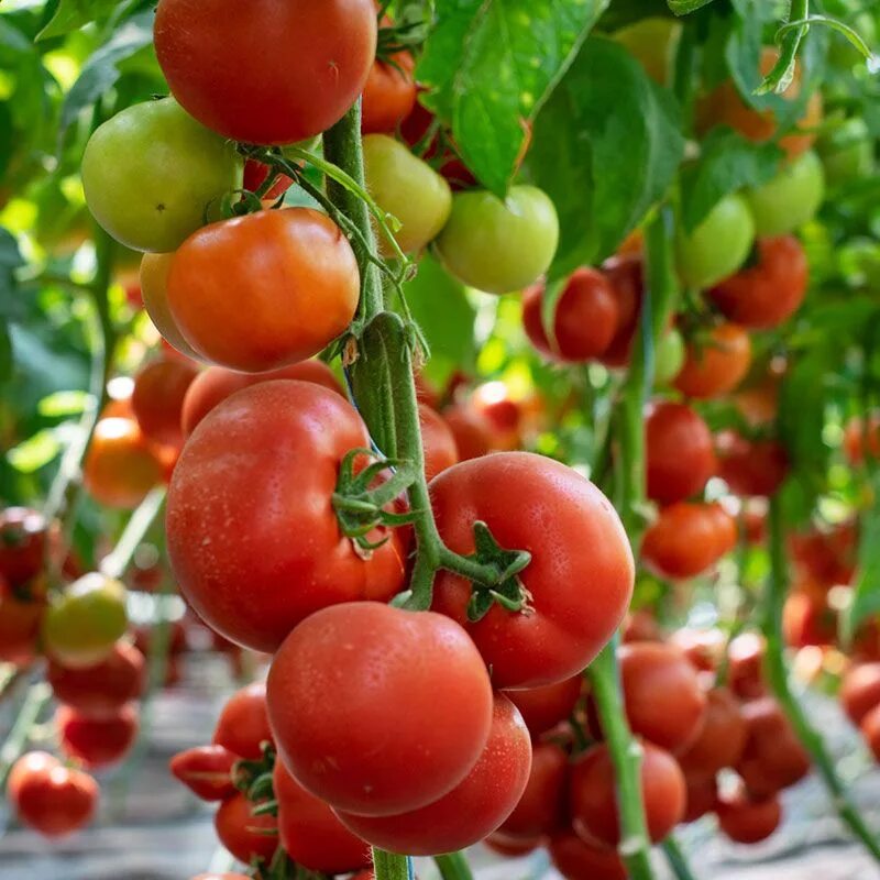 Малдуо ф1 томат. Полудетерминантный сорт помидор гибрид. F1 Бородино томат. Помидоры семена гибриды