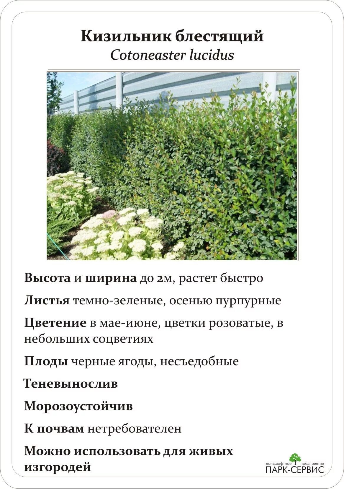 Кизильник блестящий как ухаживать. Кизильник блестящий живая изгородь. кизильник lucidus. живая изгородь из кизильника схема. кизильник блестящий высота изгороди.