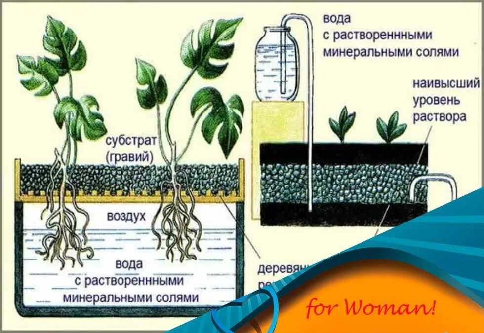 Практическая работа технологии выращивания растений. Метод гидропоники. Гидропонная система схема. Гидропонный метод выращивания растений. Гидропонного метода выращивания растений это.