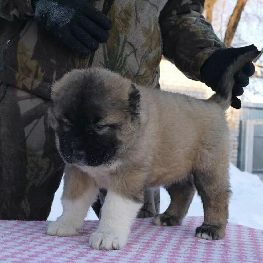 кавказская овчарка щенок 4 месяца. кавказская овчарка щенок 2. щенок кавказской овчарки 1 месяц. собака кавказская овчарка щенок 2 мес. щенок кавказской овчарки 2 месяца.