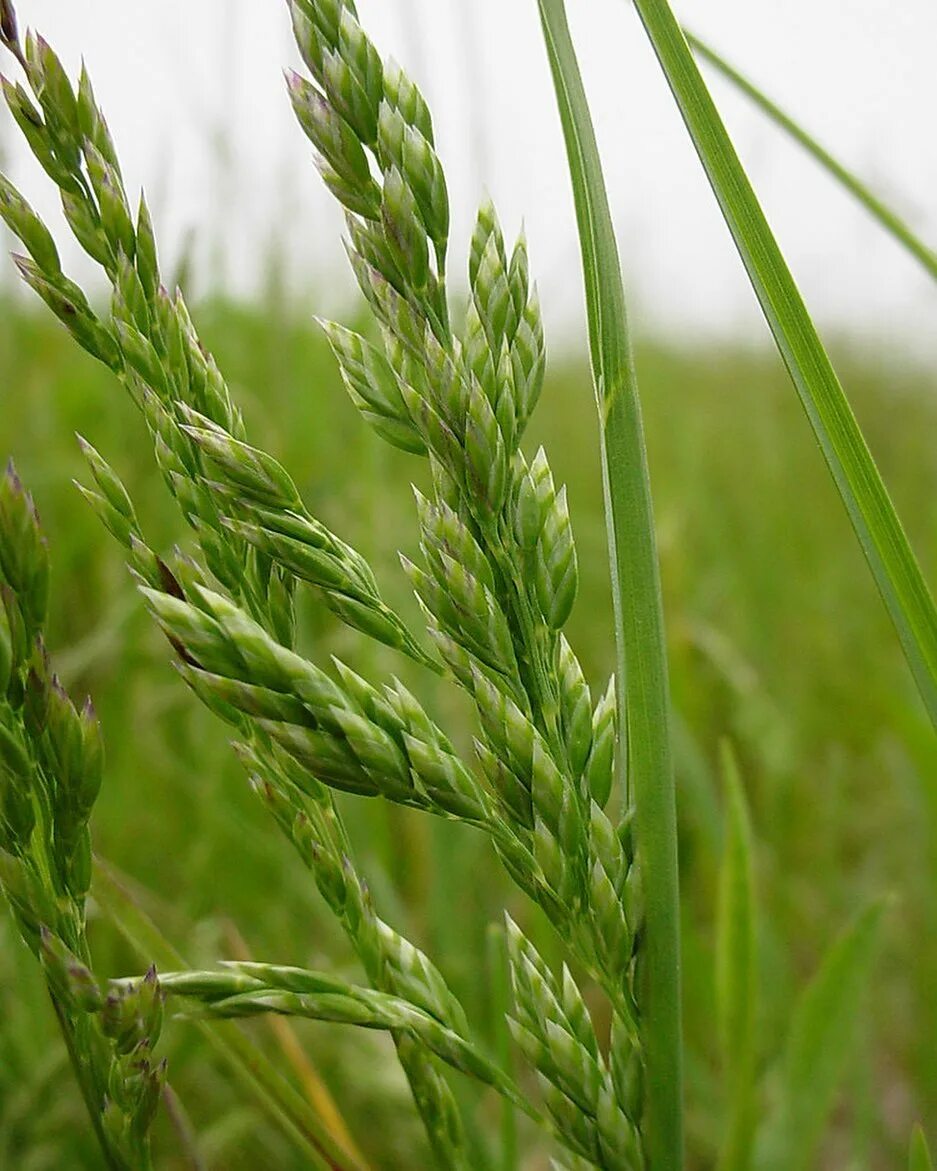 Poa pratensis l. Мятлик луговой (poa pratensis). Мятлик луговой растение. Мятлик луговой (poa praténsis),. Мятлик луговой.