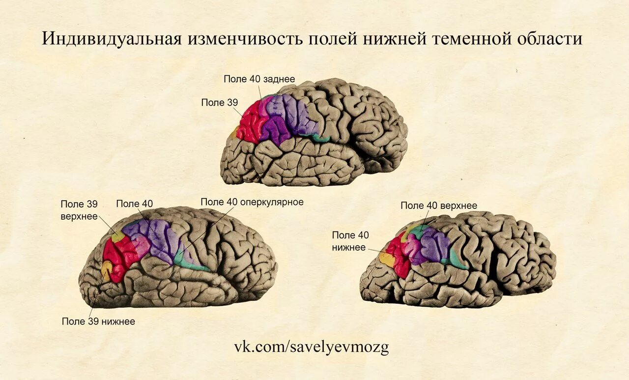 Теменная область поражения