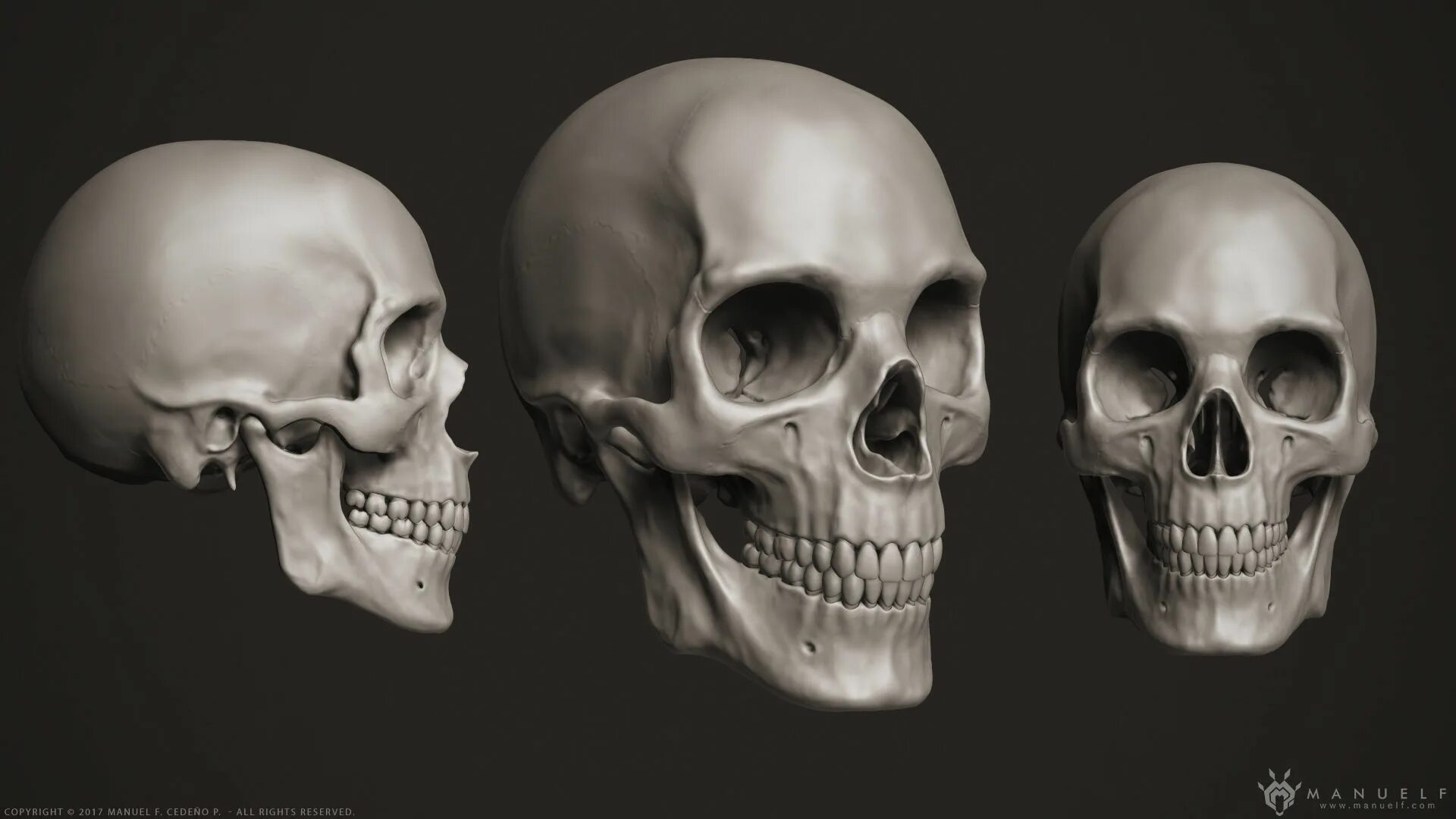 Skull model