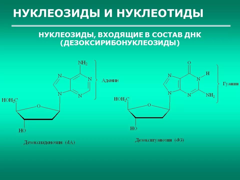 Рибонуклеотид строение. Образование нуклеотида из аденина. Формулы нуклеотидов и нуклеозидов. Нуклеотид и нуклеозид аденина.