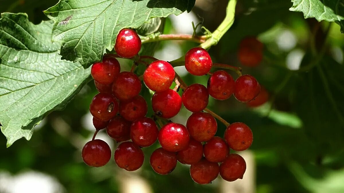 край калины красной. гроздь калины картинка. калина вейче. калина красный рубин. калина красная питомник в новосибирске.