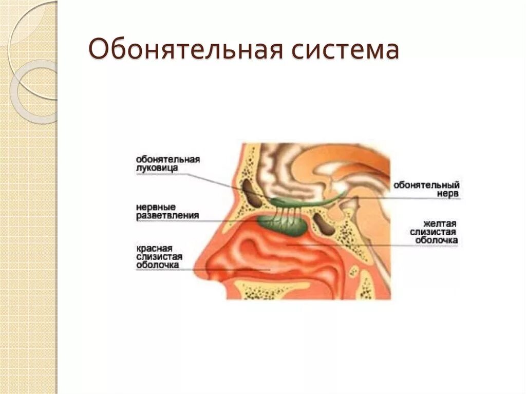 Анализаторы обоняния и вкуса. Обонятельная сенсорная система. Строение обонятельной системы. Структура обонятельной сенсорной системы. Обонятельная система анатомия.