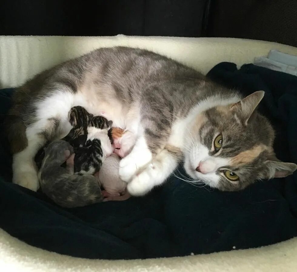 Беременность кошки. Беременные котята. Беременная кошечка. Картинки беременной кошки.