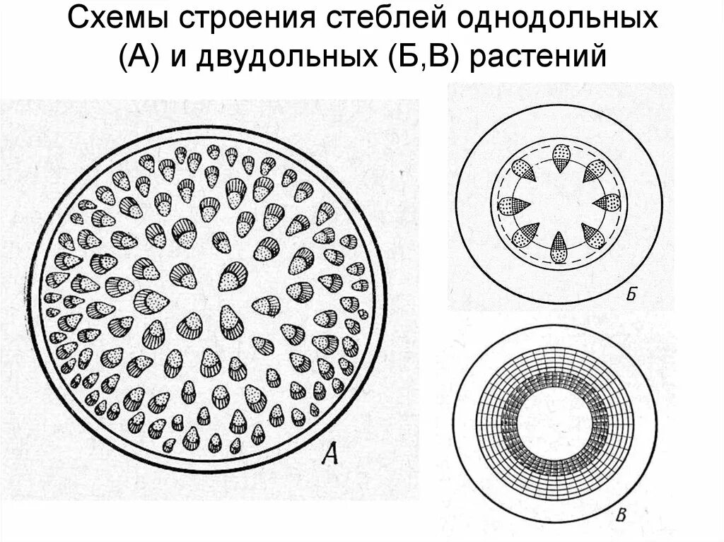 Однодольные растения ткани. Анатомическое строение стебля травянистых двудольных растений. Строение стеблей однодольных и двудольных стеблей растений. Анатомическое строение стебля однодольных растений. Поперечный срез стебля однодольного растения и двудольного.