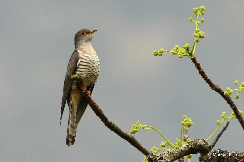 Кукушка птица. Обыкновенная Кукушка. Cuculus poliocephalus. Краснохвостая бронзовая Кукушка. Звук кукушки слушать