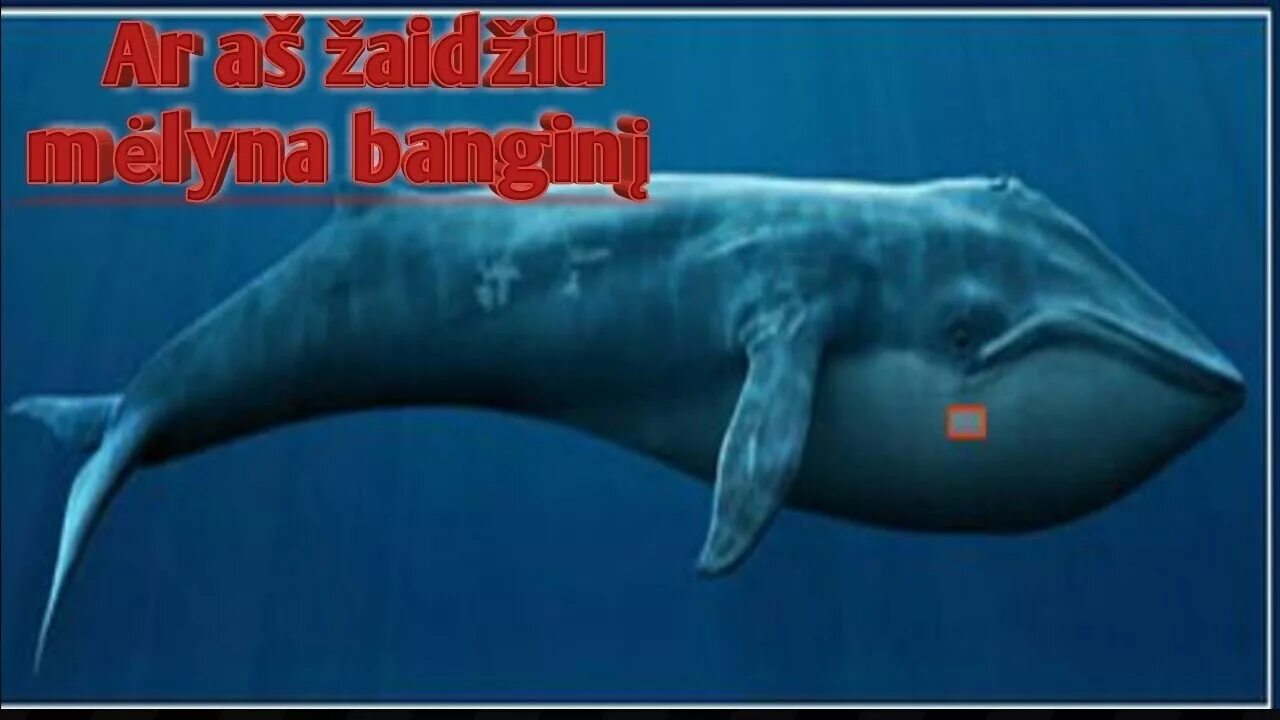 Синий кит Размеры. Синий кит вес. Кит весит. Голубой кит по сравнению с человеком.