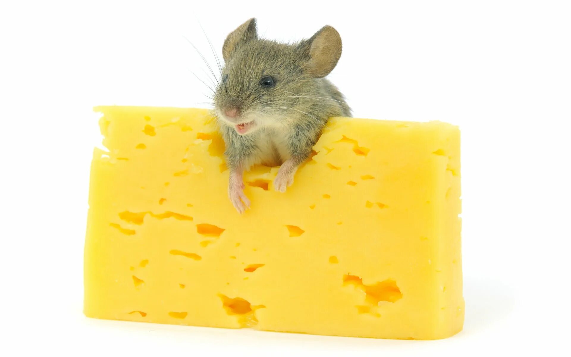 мышь+сыр. что едят мыши. крысам можно сыр. фруктовая крыса. крысам можно сыр.