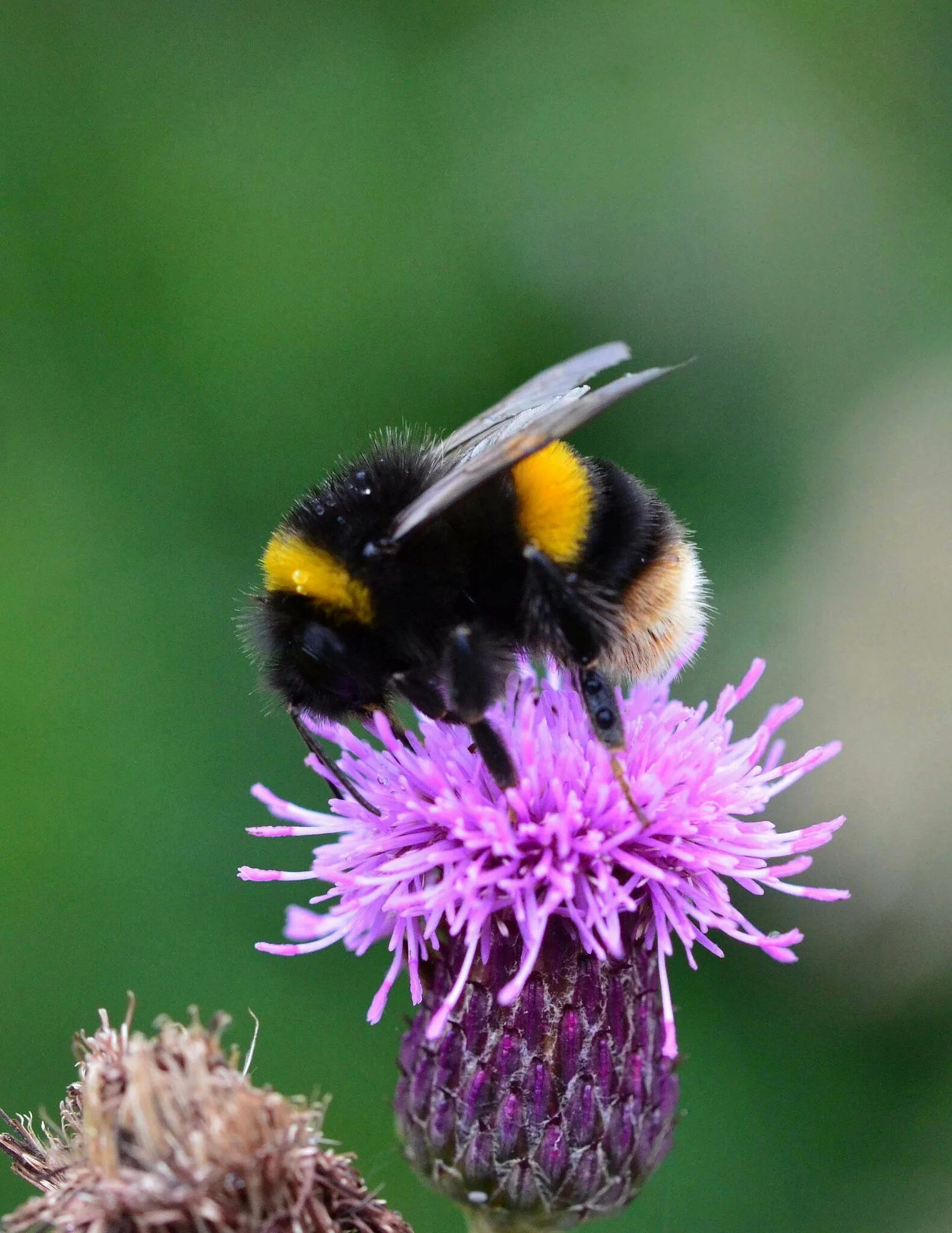 Как выглядит шмель. Bombus terrestris. шмель малый земляной. серый шмель. шмель крупный.