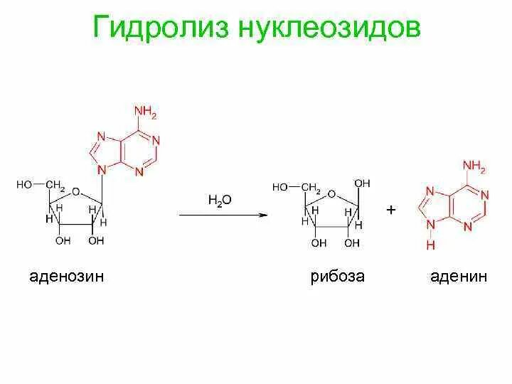Аденин и аденозин. Схема гидролиза аденозина. Рибоза+ аденин. Реакция образования нуклеотида из аденина. Аденин рибоза три