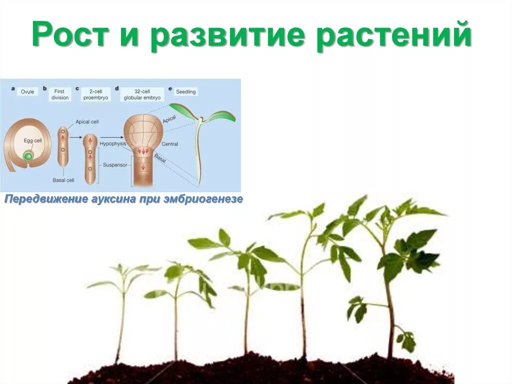 Рост движение и развитие растений. Рост и развитие растений. Растения пост и развитие. Этапы роста и развития растений. Фазы роста и развития растений.