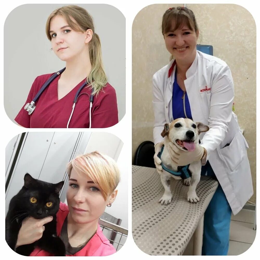 подольск, большая серпуховская улица, 47. ветеринарная подольск. большая серпуховская 47 ветклиника подольск. свердлова 9 а подольск клиника. ветеринарная подольск.