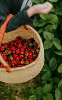 Strawberry picking