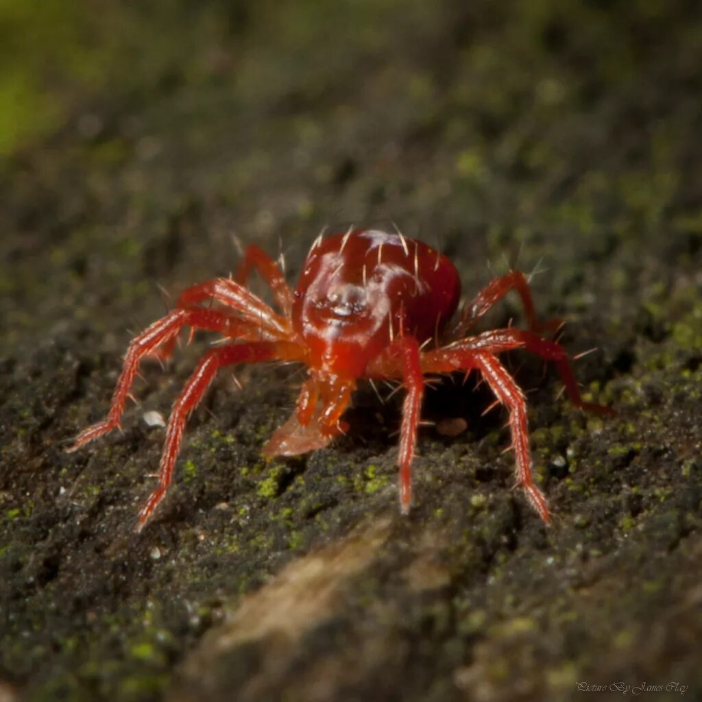 Ред спайдер. Красный Спайдер паук. Краб красный паук - Red Spider Metasesarma SP.. Паук деньгопряд. Паук Рэд Спайдер ядовитый или нет.