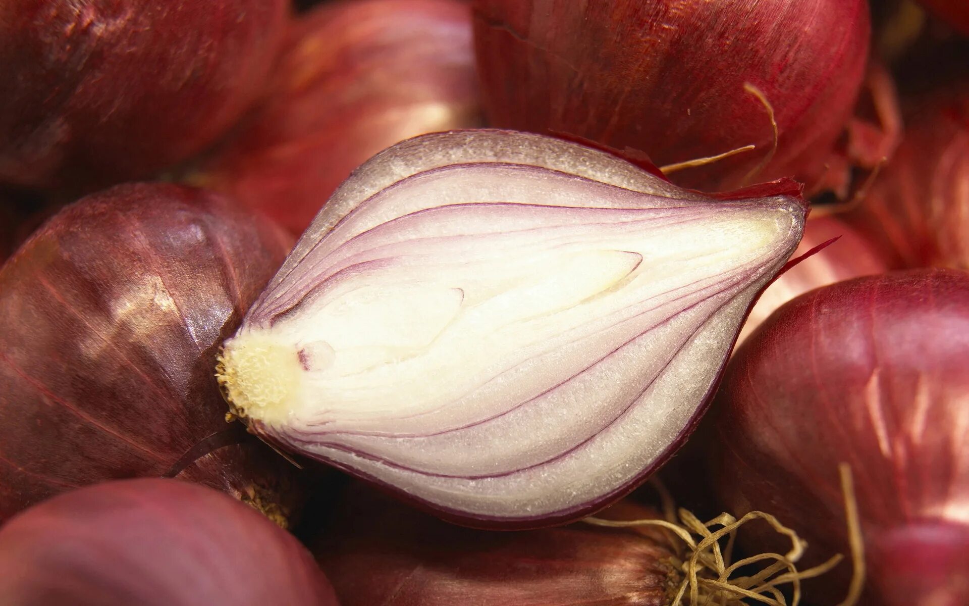 Red onion api download