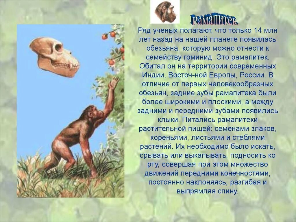 Первый представитель семейства гоминид. Australopithecus afarensis (австралопитек афарский). Гоминиды представители. Приматы гоминиды. Первый представитель семейства гоминид.