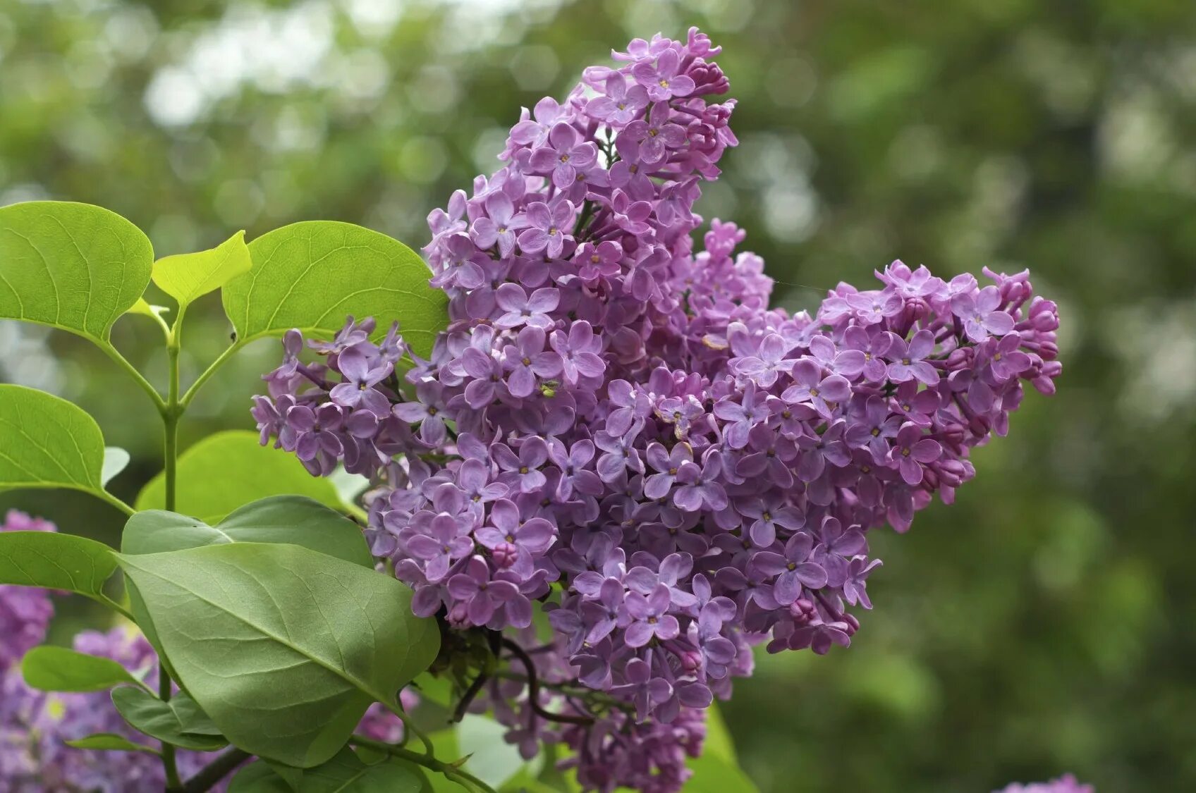 Сирень Syringa. Сирень Кэнди Роуз. Сирень Syringa vulgaris. Сирень особенности