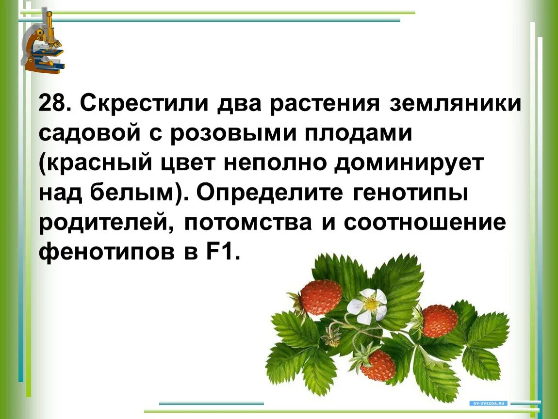 Форма чашечки у земляники. Скрестили два растения земляники садовой с розовыми плодами. Скрещивание земляники. Красноватые цветки земляники. Скрестили растения земляники с красными.