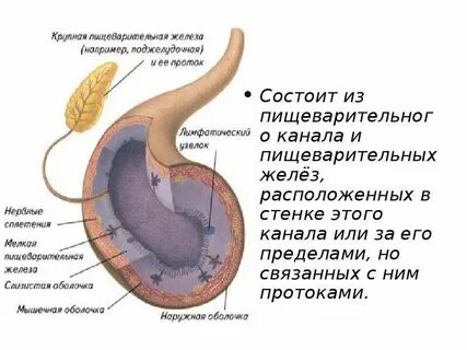 Стенки протока
