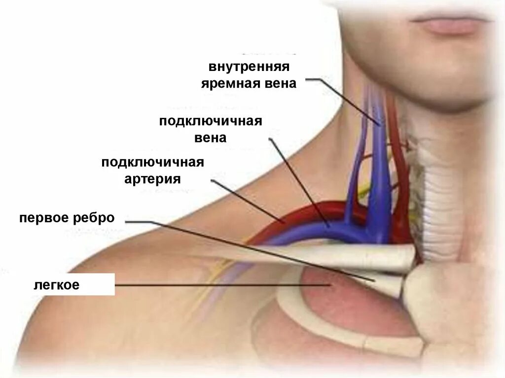 Подключичная Вена анатомия. Наружная яремная и внутренняя яремная Вена. Подключичная Вена топография. Внутренняя яремная Вена анатомия.