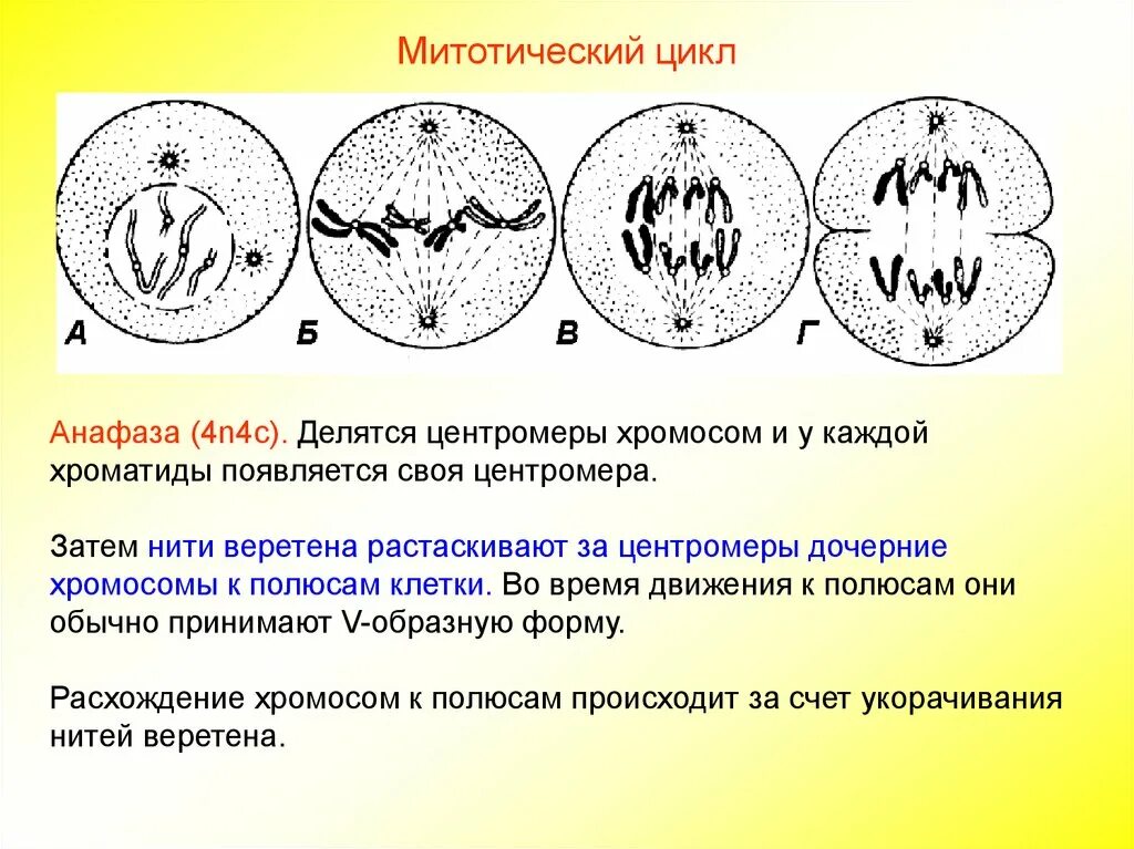 Расхождение дочерних хромосом