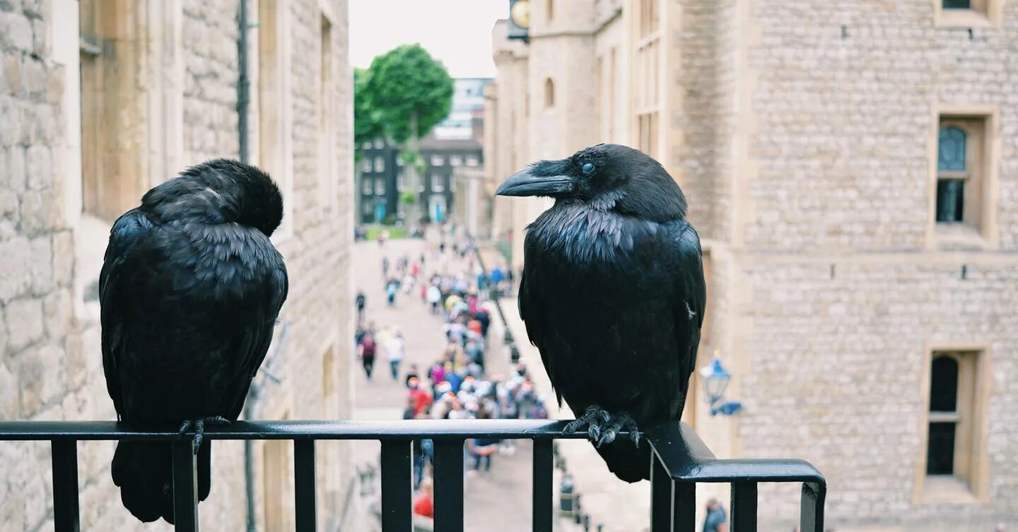 The ravens are the unique. Вороны Тауэра в Лондоне. Вороны в Тауэре. Вороны в лондонском Тауэре. Лондонский Тауэр черные вороны.