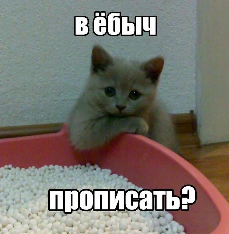 Мемы с котиками. Котик Мем. Пикчи с котами смешные с надписями. Оскорбительные мемы с котиками.