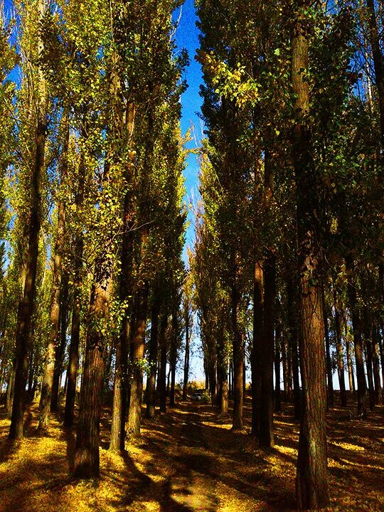 тополиная роща минусинск. тополиная роща астрахань фото. тополиная роща астрахань осень. парк тополиная роща астрахань. тополиная роща астрахань.
