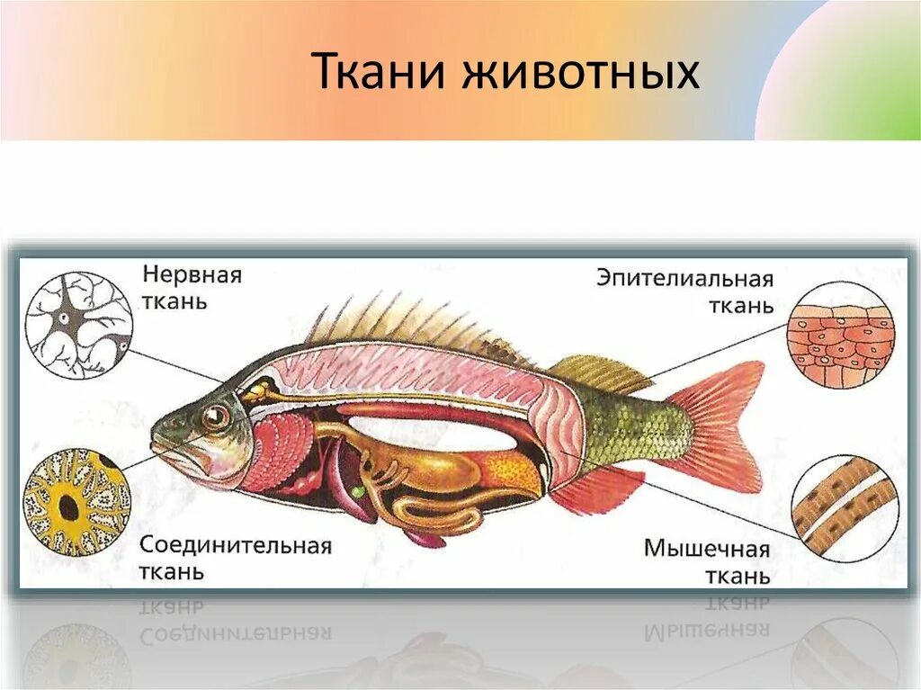 Ткани органы системы органов животных