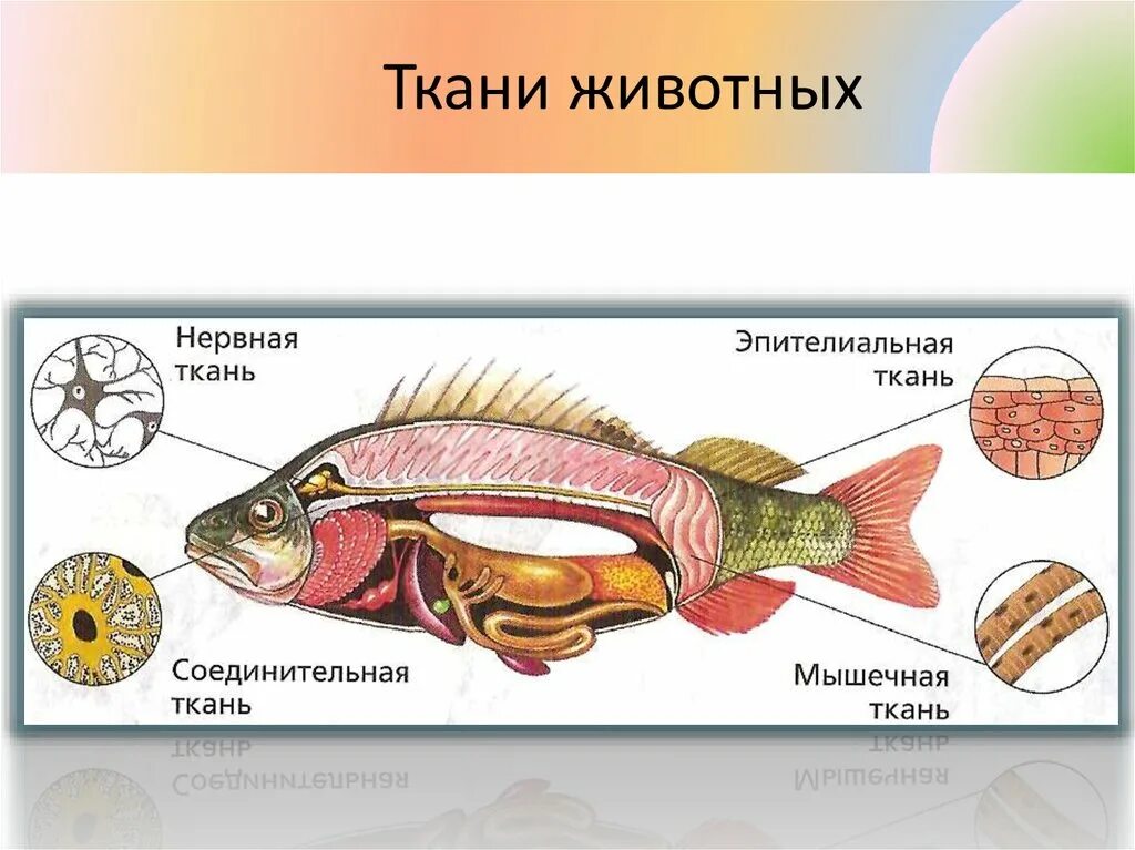 Ткани органы и системы органов. Системы органов животных. Ткани органы и системы органов животных. Орган и системы органов животные. Ткани органы системы органов животных