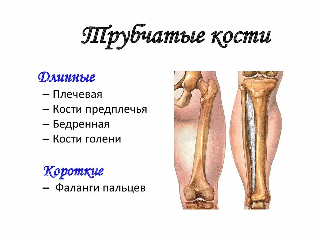 Длинная трубчатая кость человека. Где располагается трубчатая кость. Трубчатый. Строение длинной трубчатой кости. Почему костю назвали костей