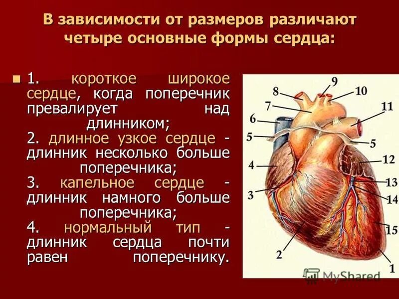 Поперечник сердца. Определение поперечника сердца. Длинник и поперечник сердца. Определить поперечник сердца. Длинник и поперечник
