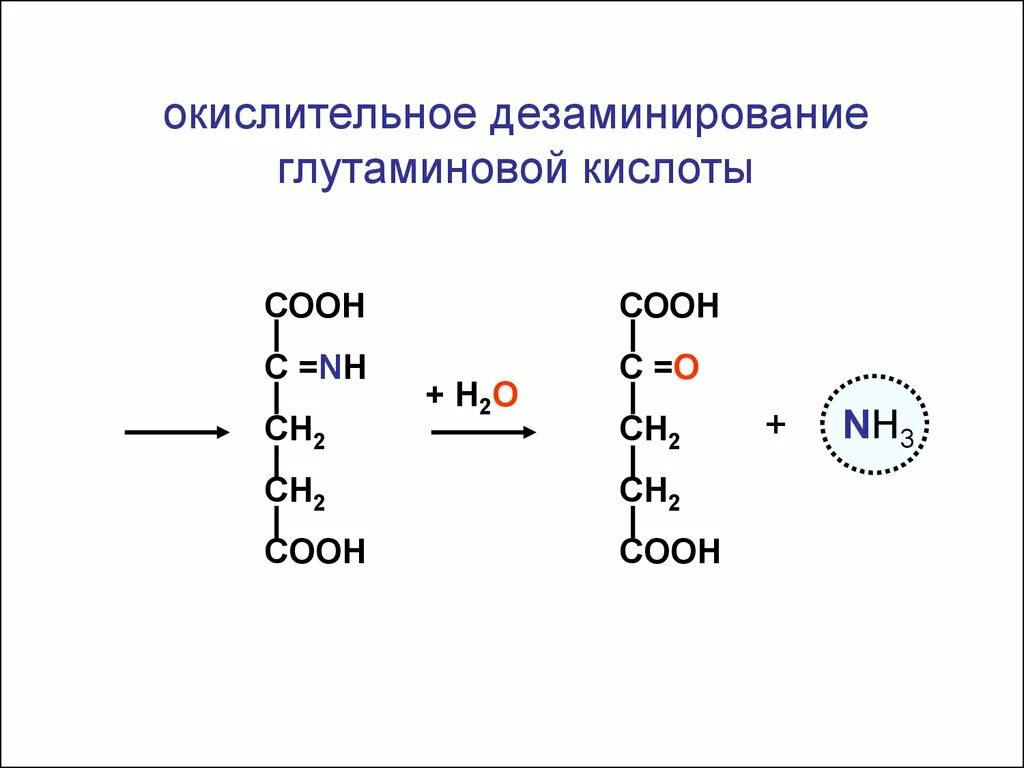 Окислительное дезаминирование глутаминовой кислоты. Глутаминовая кислота реакция дезаминирования. Дезаминирование глутаминовой кислоты in vivo. Реакция дезаминирования глутаминовой кислоты. Дезаминирование глутамата реакция.