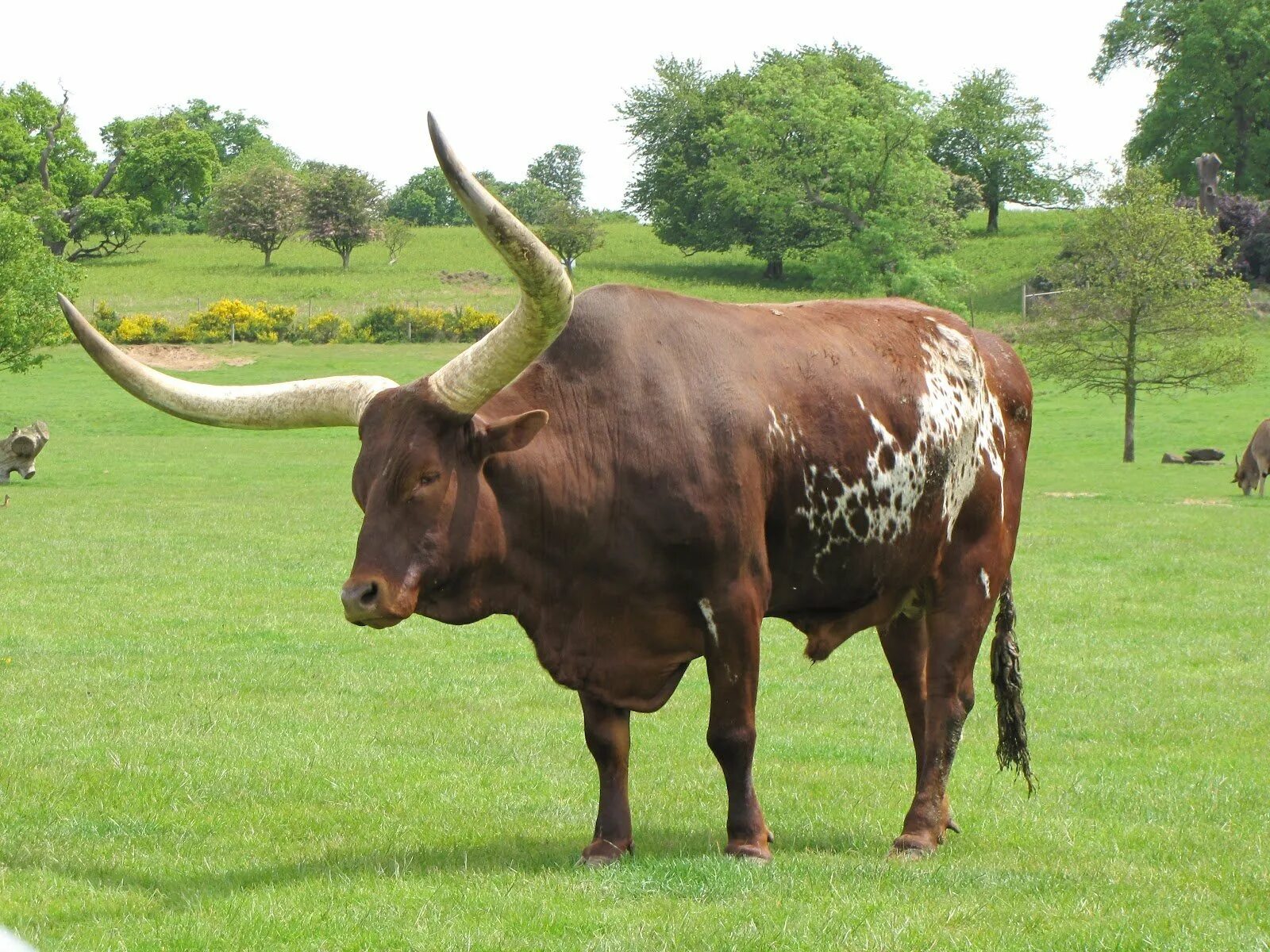 Ела вола. Корова ватусси. Самый большой бык в мире Донетто. Ватусси дикий бык. Порода коров ватусси.