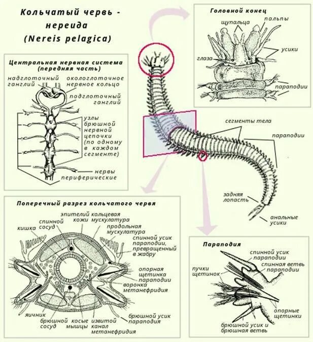 Мышцы беспозвоночных. Дыхательная система многощетинковых червей. Строение многощетинкового червя. Жизненный цикл многощетинковых червей. Внутреннее строение многощетинковых червей нервная система.