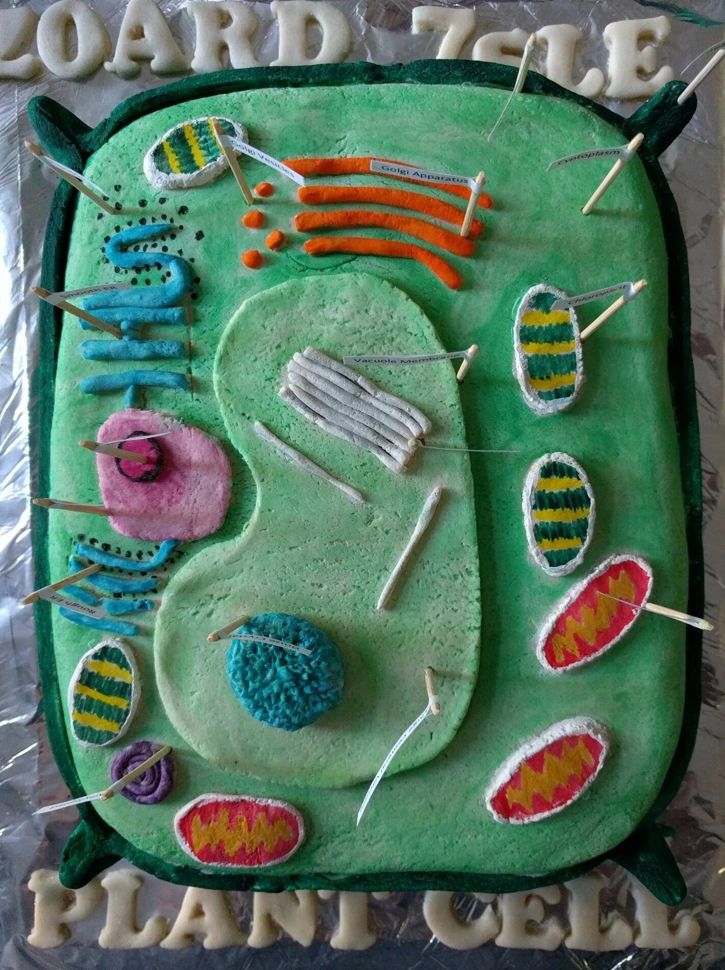модель клетки биология 5. модель клетки биология 5 класс из бумаги. макет клетки. макет растительной клетки из пластилина. модель растительной клетки из пластилина 5 класс биология.