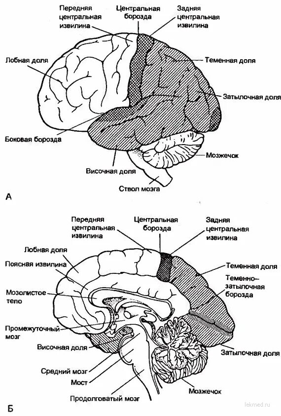 Внутренние части мозга. Схема строения головного мозга. Строение задних отделов головного мозга схема. Строение головного мозга вид сбоку. Общий план строения головного мозга схема.