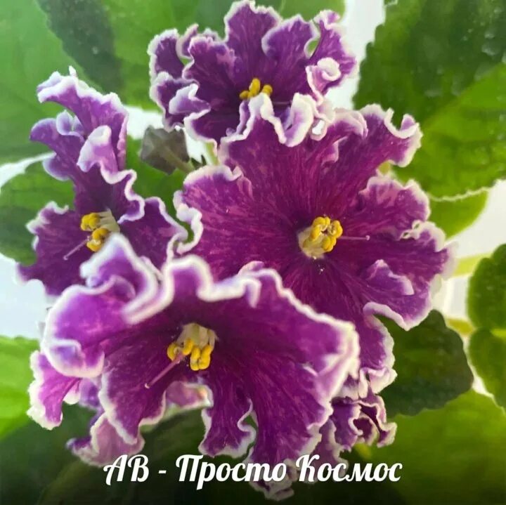 Фиалка ав просто космос. Ле-галактический шторм фиалка. сорт фиалки просто космос. фиалка ф пора сирени. фиалка с улыбка мадонны.